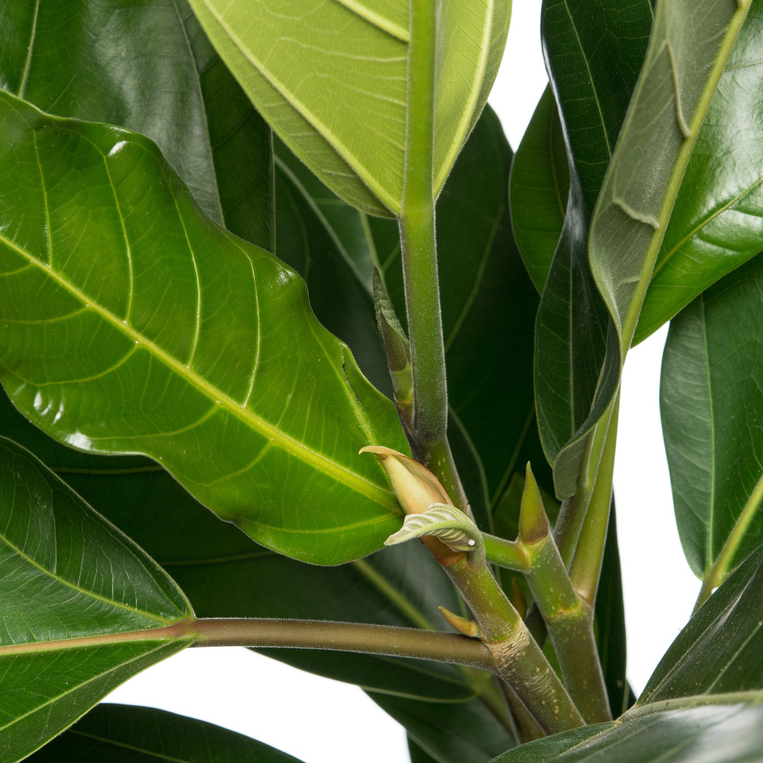 Banyanvijg (FicusÂ benghalensisÂ 'Roy') D 21 H 105 cm