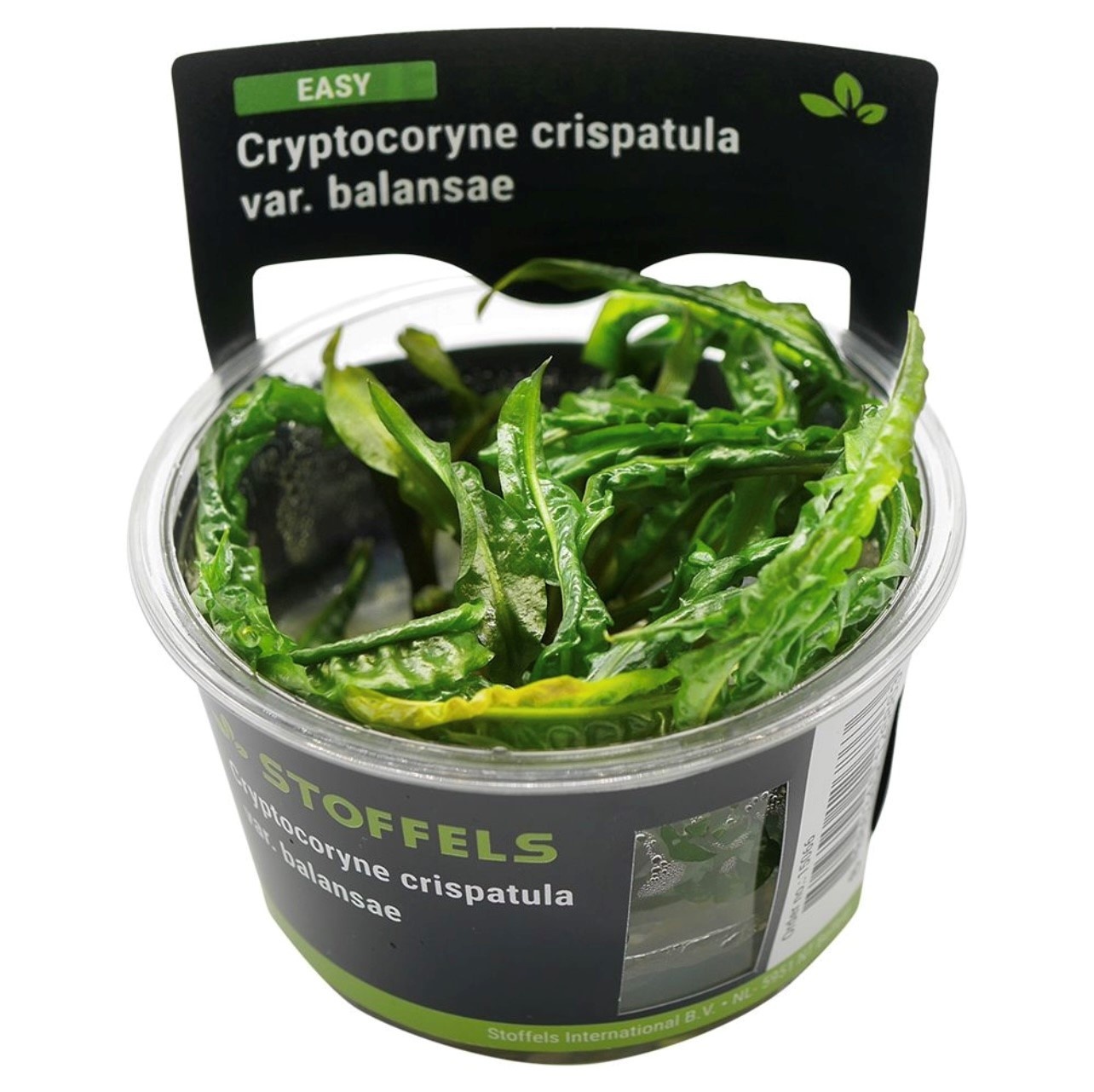 Waterplant Cryptocoryne crispatula in-vitro | Aquariumplant