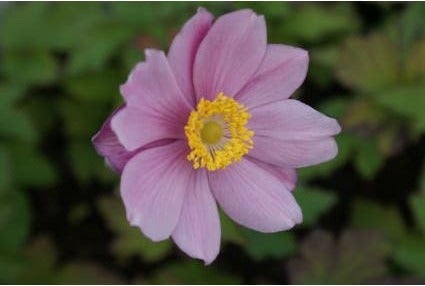 Anemoon (Anemone 'Serenade') D 9 H 10 cm