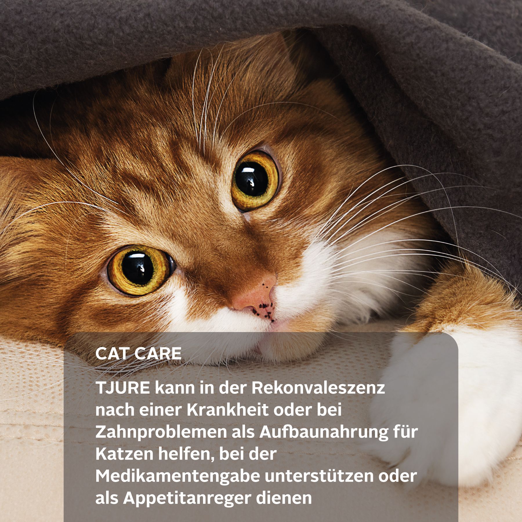 Tjure Katze Fisch mit Kartoffel