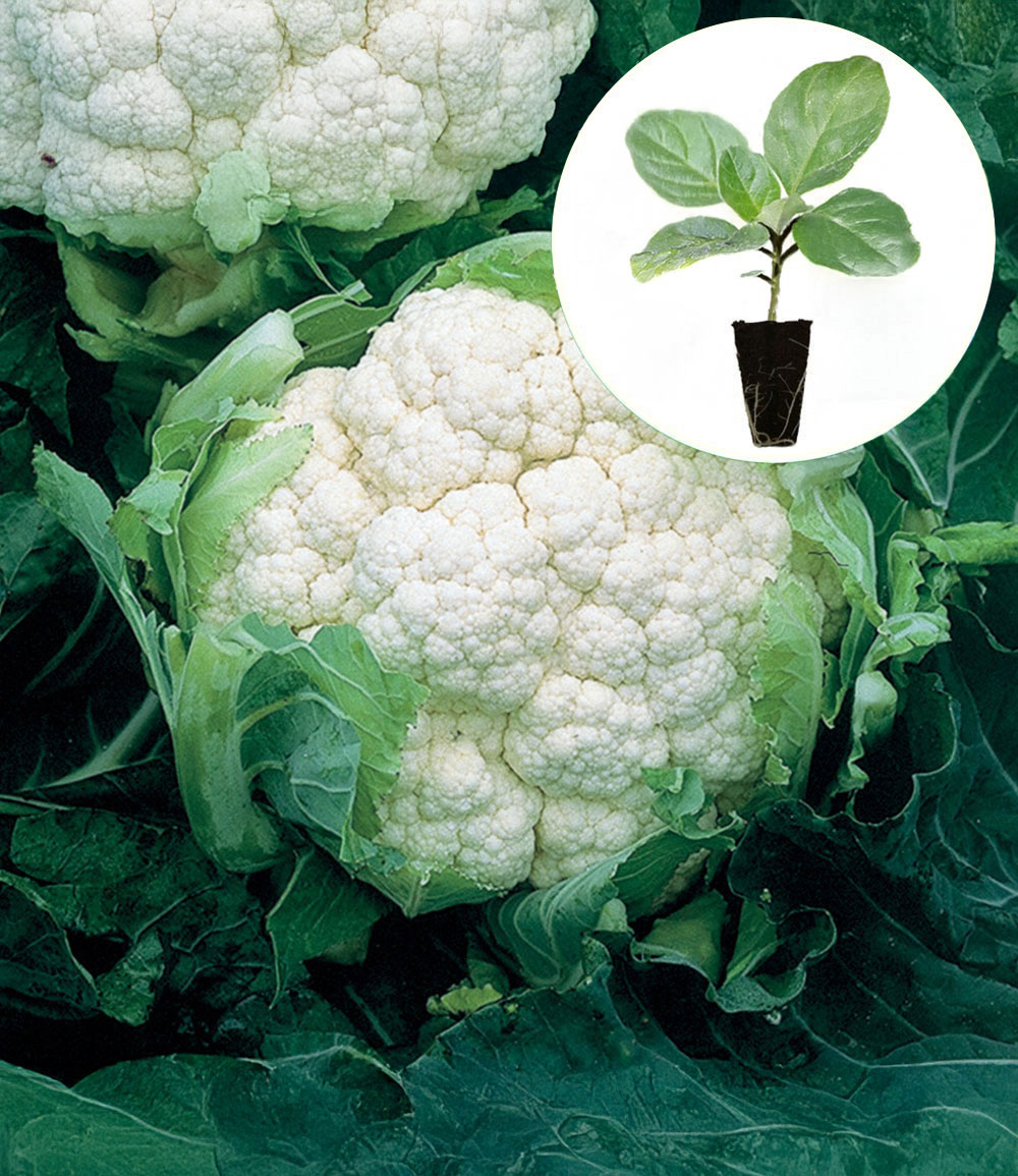 Blumenkohl 'Amerigo' F1