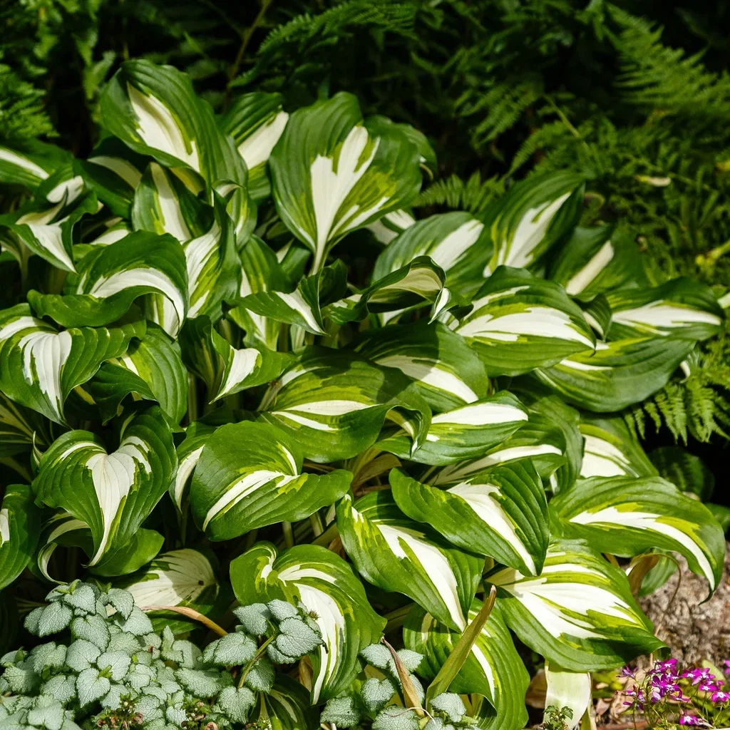 Hosta 'Night before Christmas' Bladlilje  'Night Before Christmas' Ø11 cm