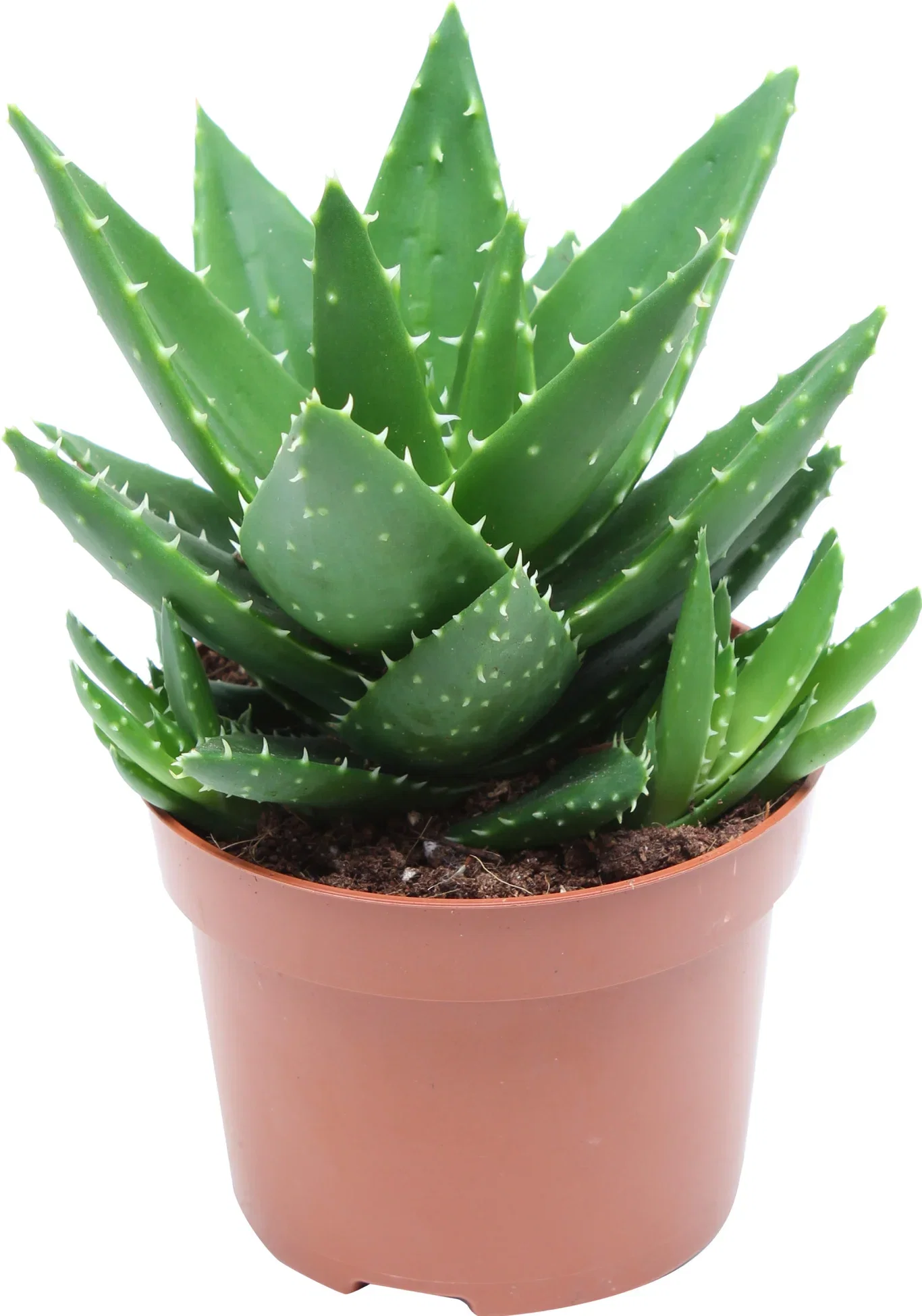 Aloe Perfoliata 12cm Aloe perfoliata Sukkulent for utendørs bruk Høyde 18 cm
