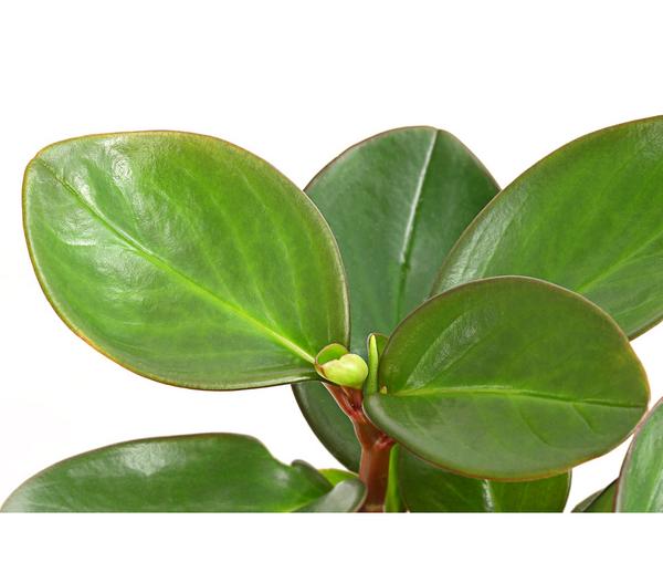 Peperomie - Peperomia obtusifolia 'Red Margin'