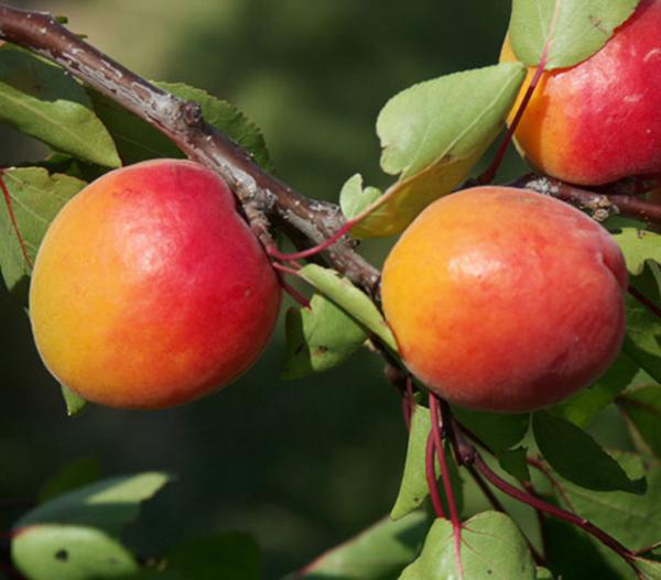 Aprikose 'Orangered'