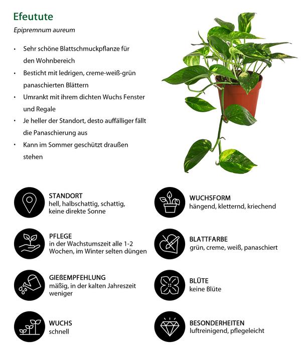 Efeutute - Epipremnum aureum