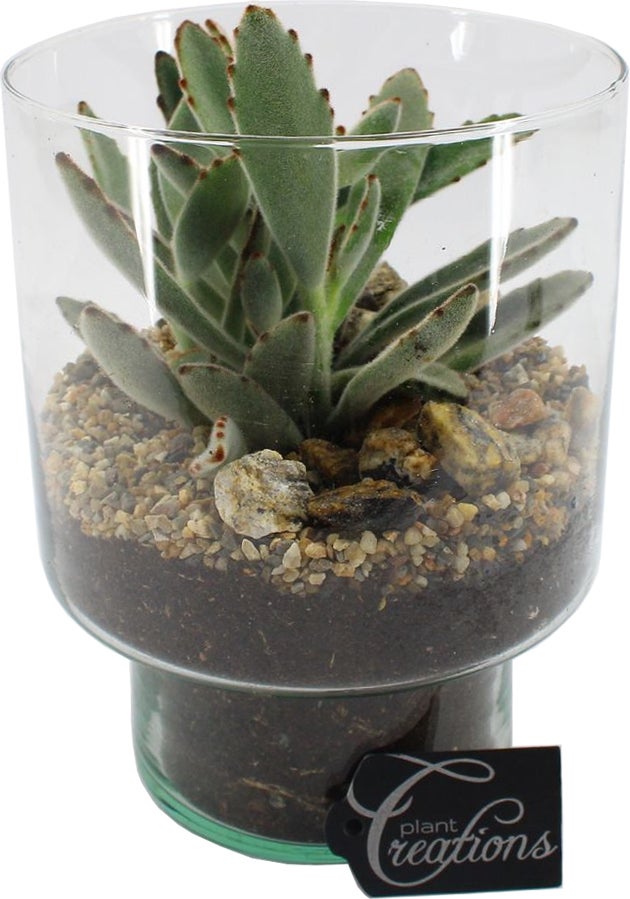 Intratuin Arrangement Pandaplant (Kalanchoë tomentosa) in glas D 15 H 20 cm