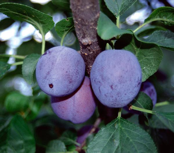 Zwetschge 'Haganta'