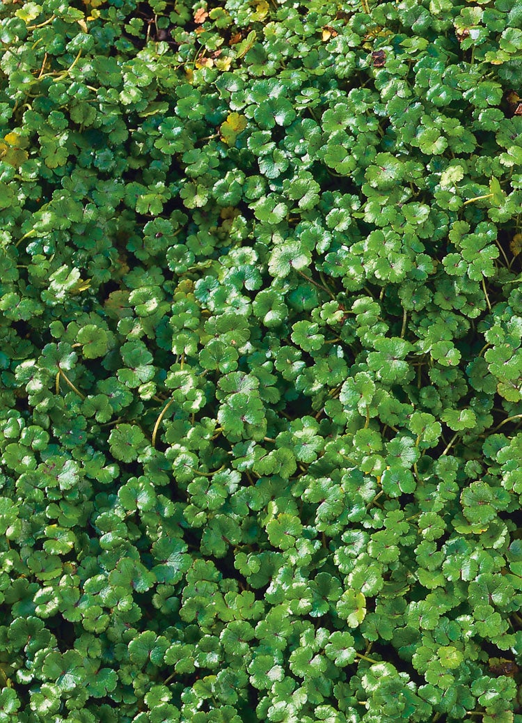 Waternavel (Hydrocotyle 'Nova zealandiae') D 18 H 30 cm