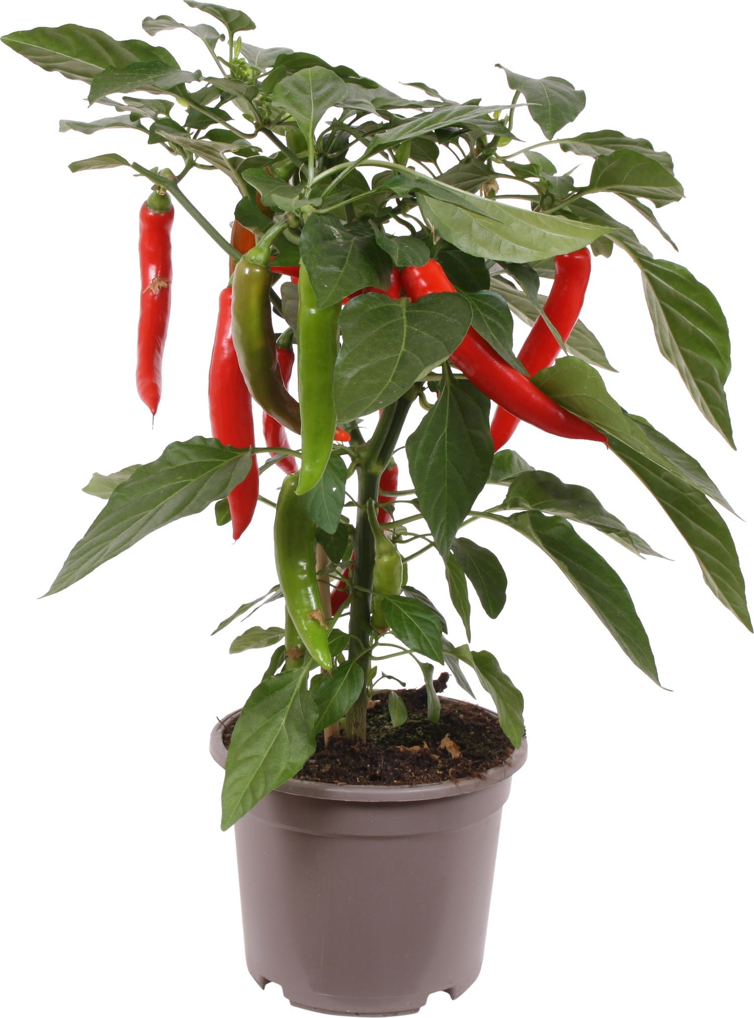 Pick-&-Joy Plukpeper rood (Capsicuum Anuum) D 14 H 40 cm