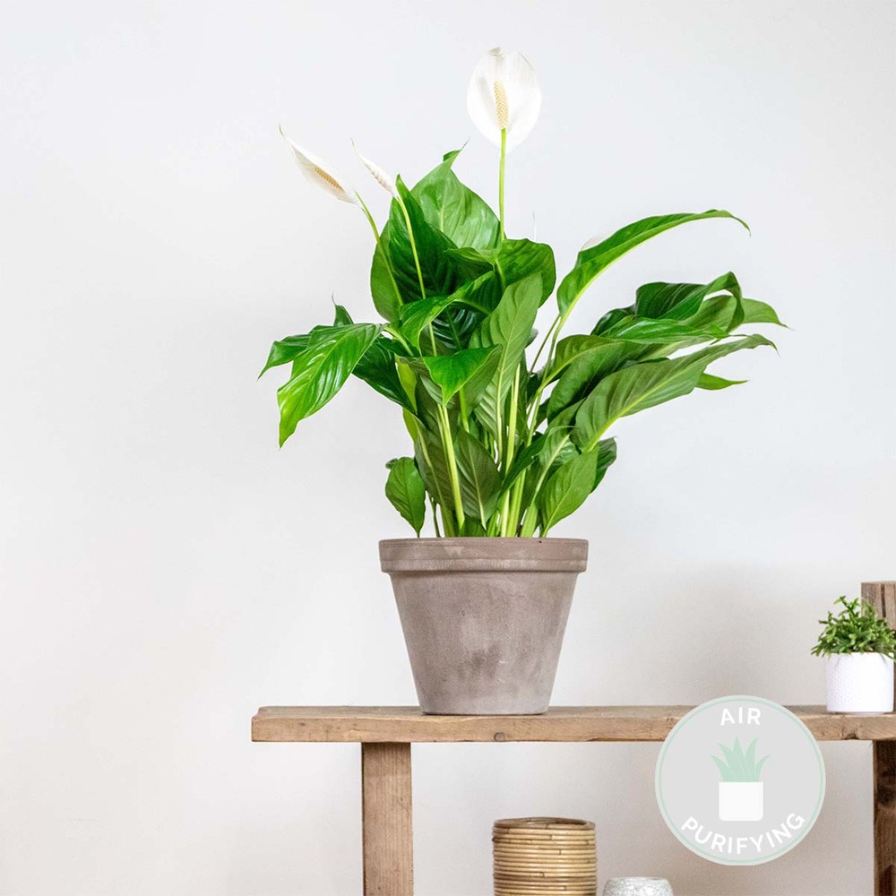 Spathiphyllum bingo cupido - peace lily - plante d'intérieur - purificateur d'air ⌀17 cm⌀65-75 cm