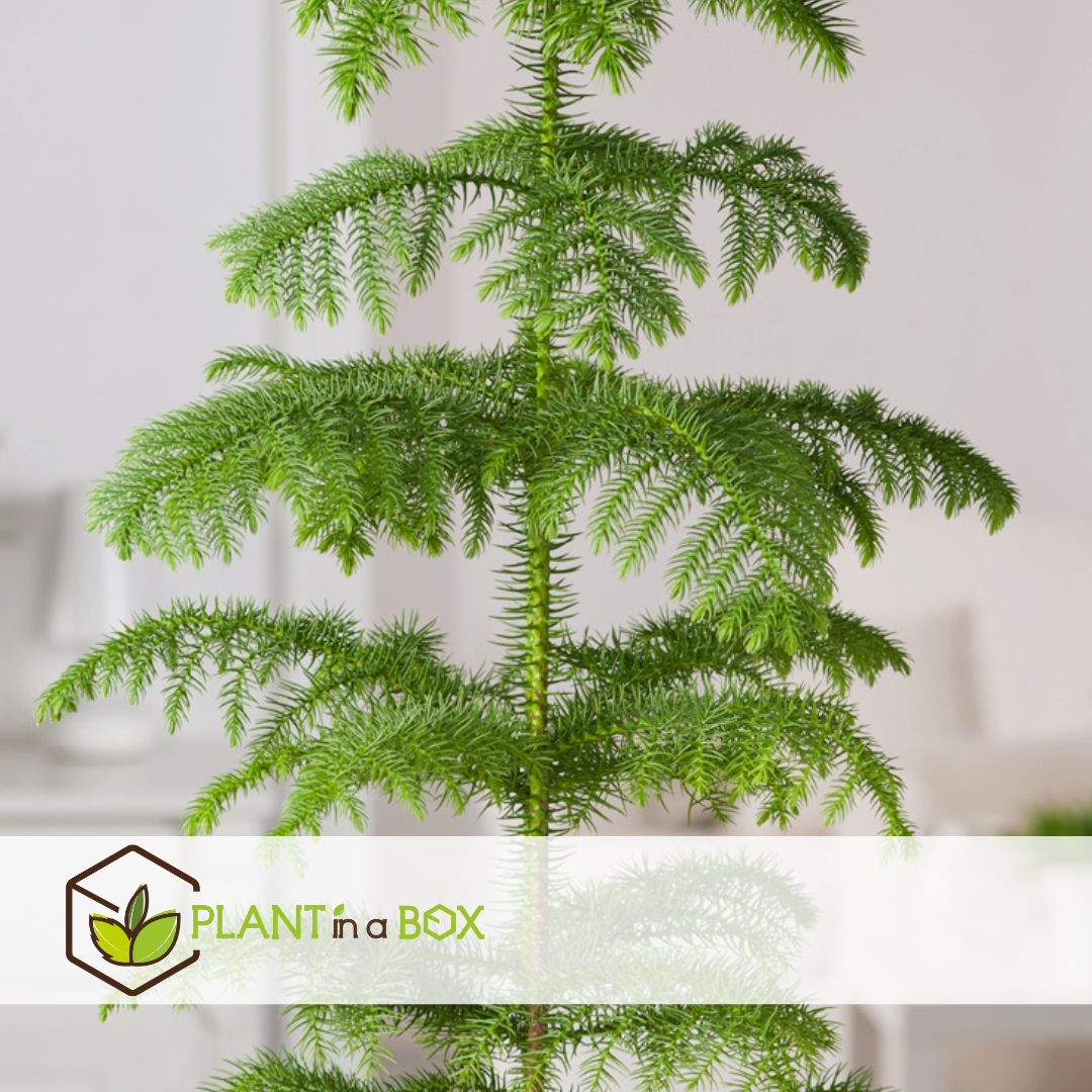 Araucaria heterophylla - inclus panier - pin - pot 17cm - hauteur 50-60cm