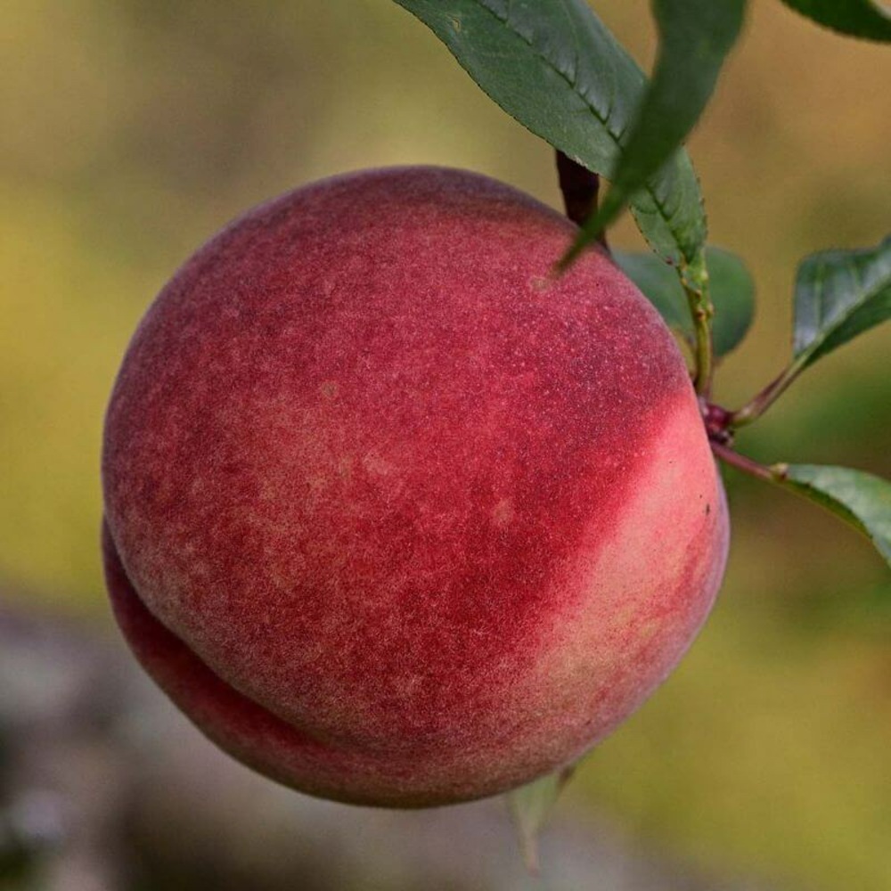Pêcher sanguine 'durieux' - scion de 100 à 150cm