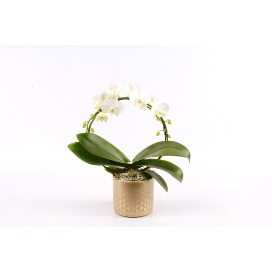 Orchidée - Phalaenopsis en forme d'arceau - 2T D14-H50