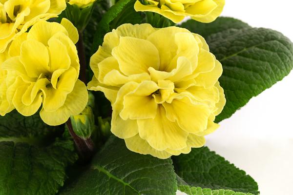 Primel 'Queen', gefüllt, verschiedene Sorten