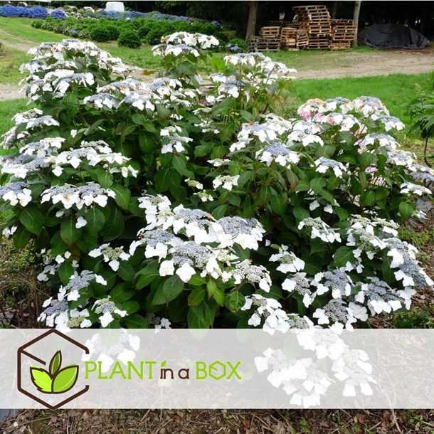 Hydrangea teller blanc - lot de 3