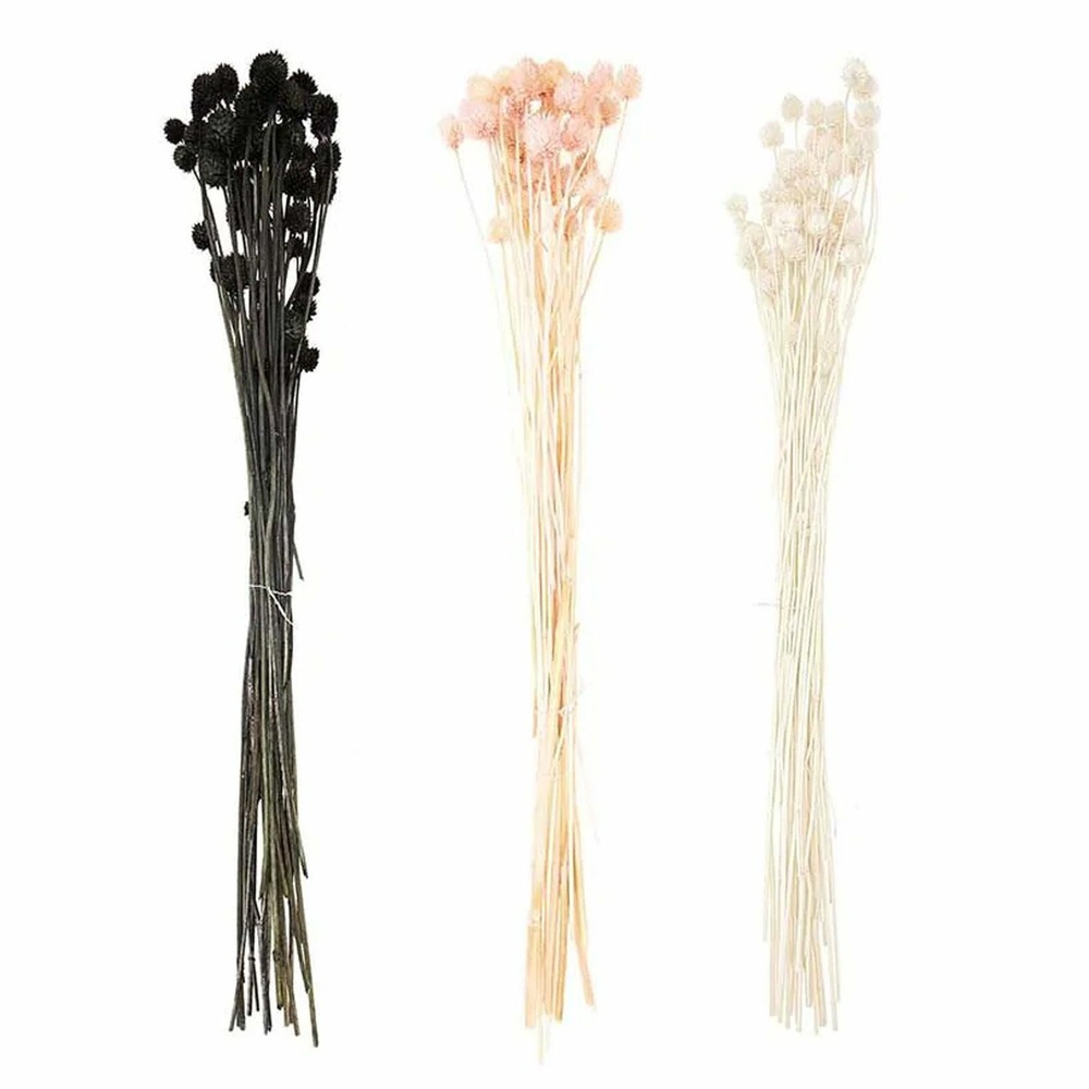 18 tiges de cardères japonais séchés multicolores 70 cm
