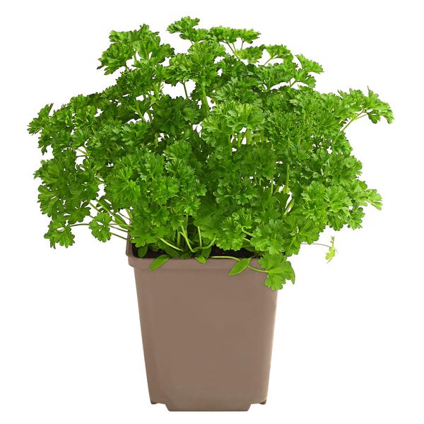 Petersilie 'Mooskrause'