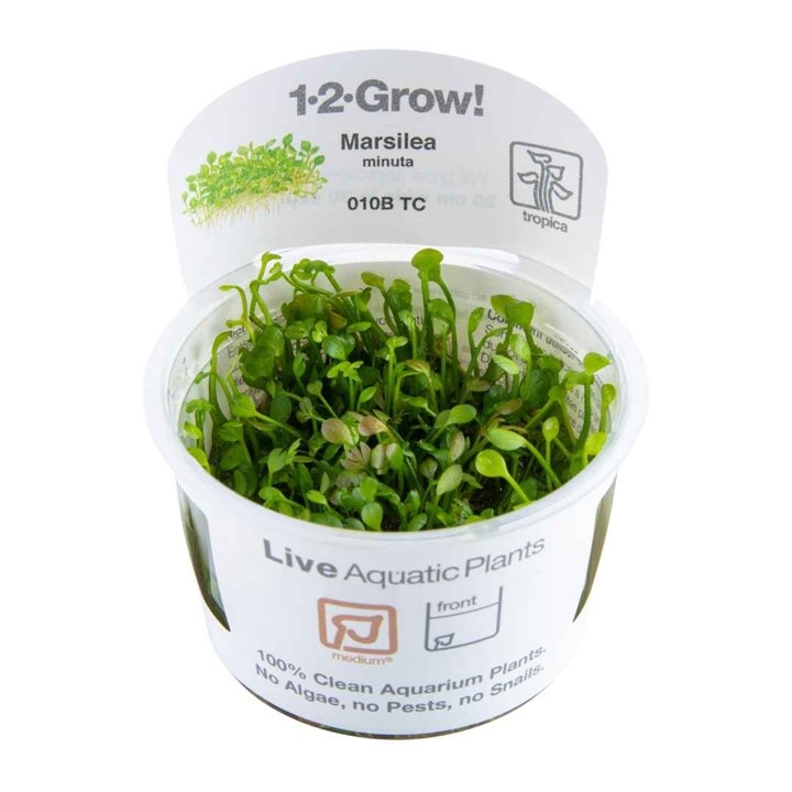 Waterplant Marsilea Minuta