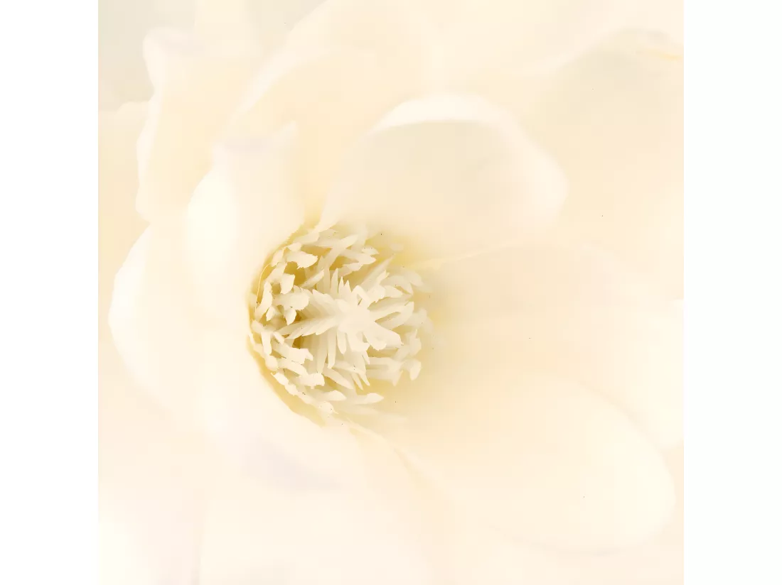 Composition Florale Avec Vase 