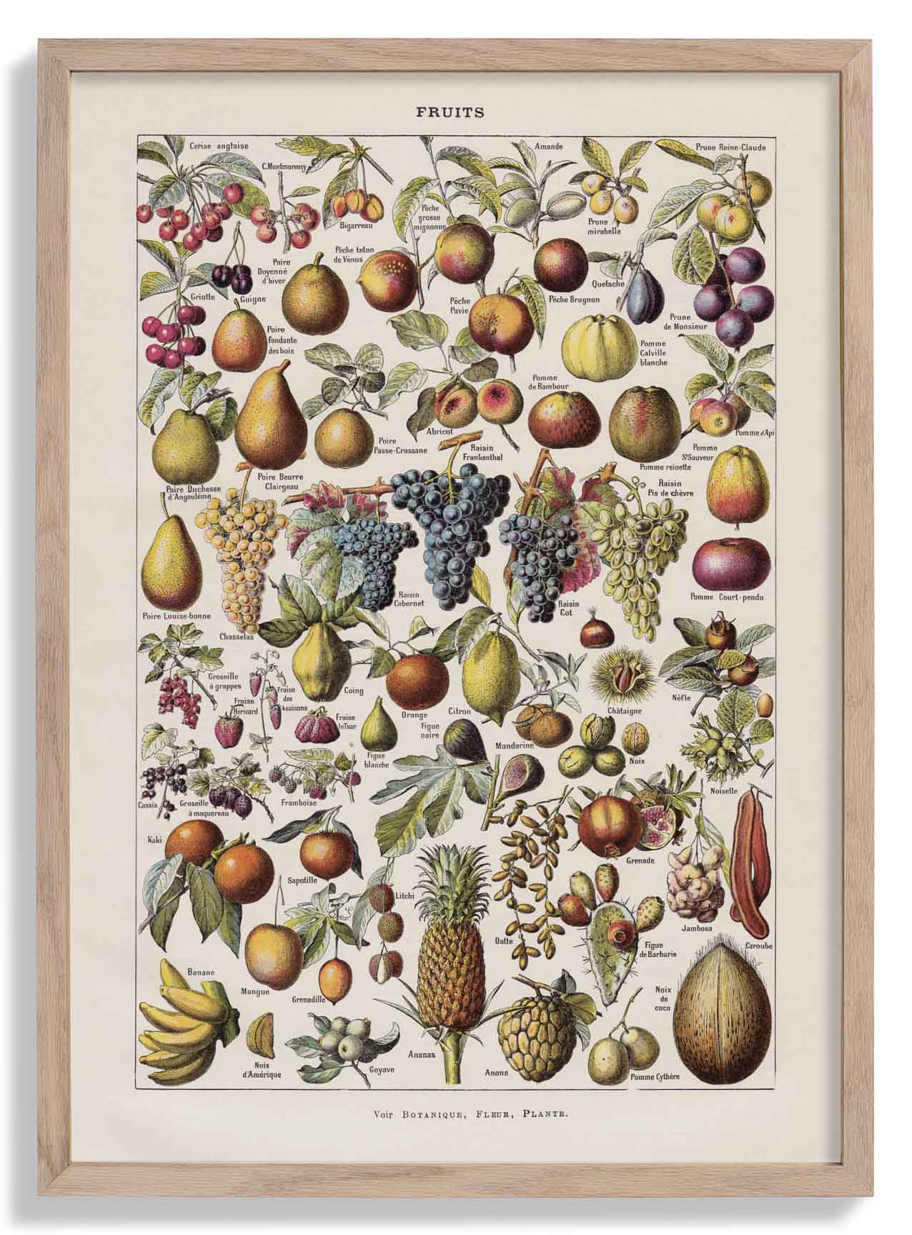 Antike Früchte von Adolphe Millot