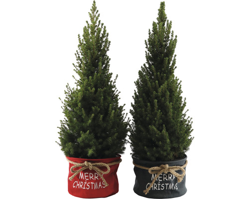 Suikerbroodspar 'Conica' Tas Kerst H 90-100 cm Ø 26 cm Pot Mini Kerstboom geschikt om te planten