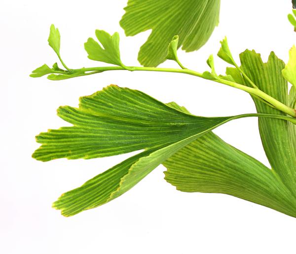 Ginkgobaum - Fächerblattbaum