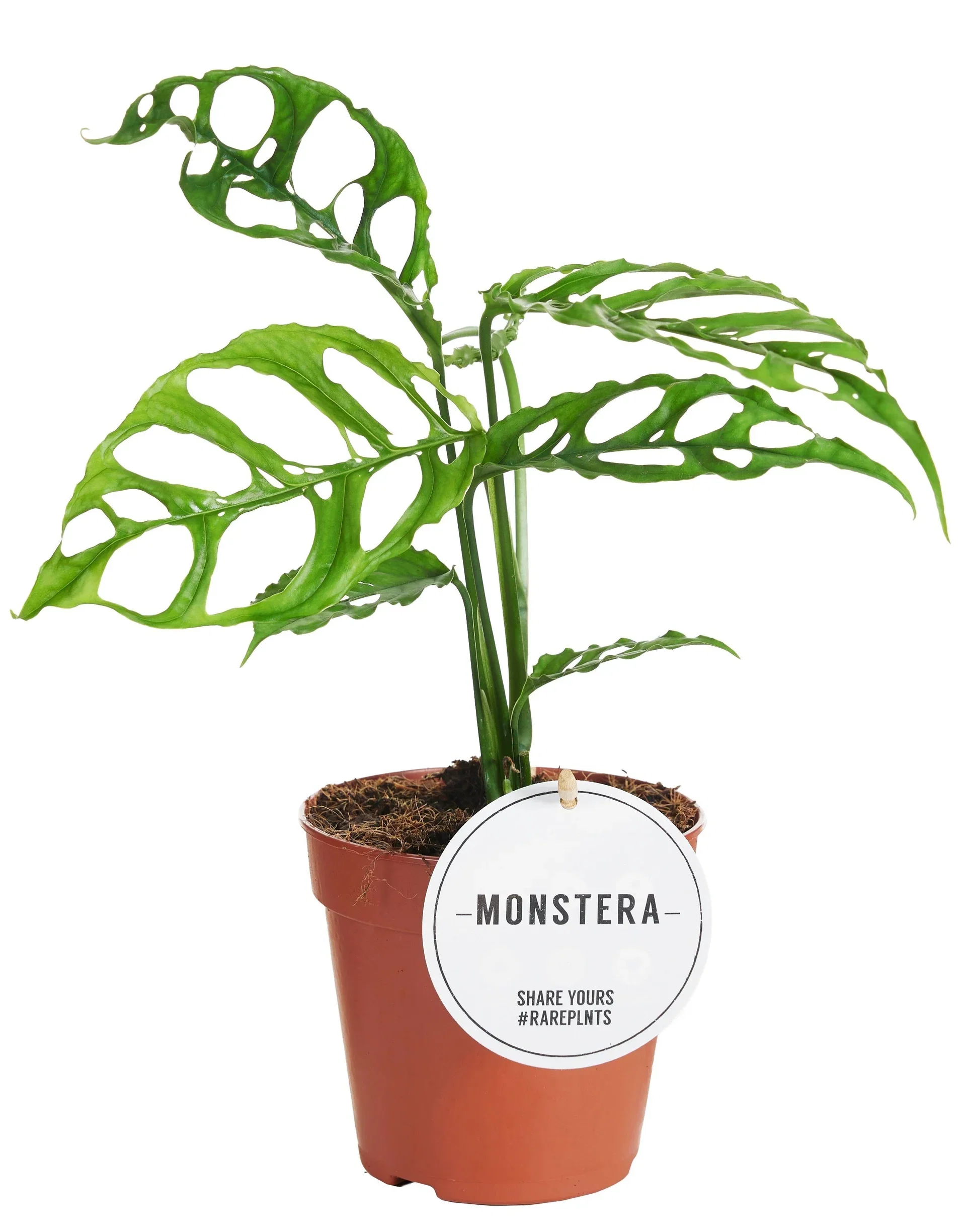 Monstera obliqua 'Peru' Monstera obliqua 'Peru' Høyde 35 cm