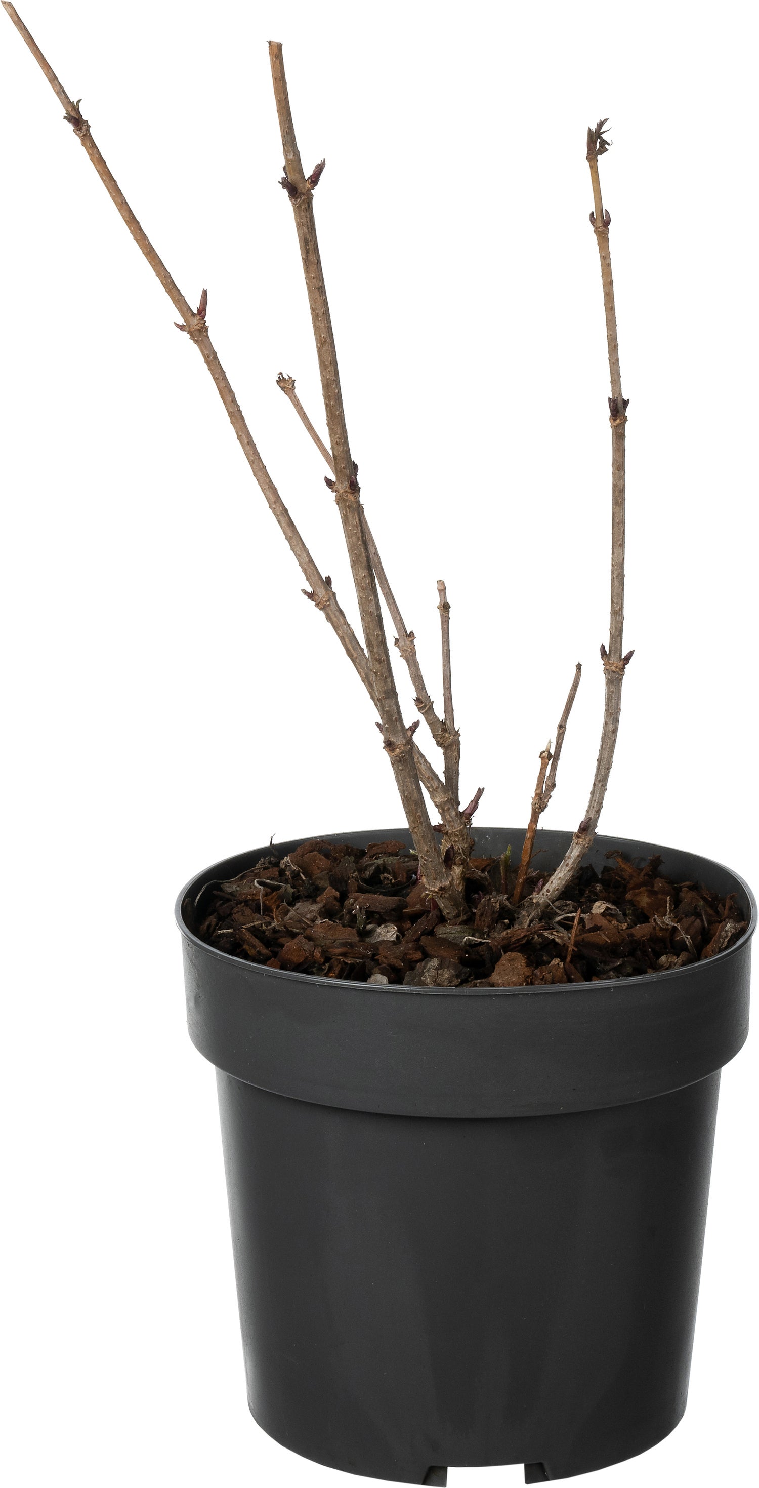 Vlierbes (Sambucus nigra) D 19 H 30 cm