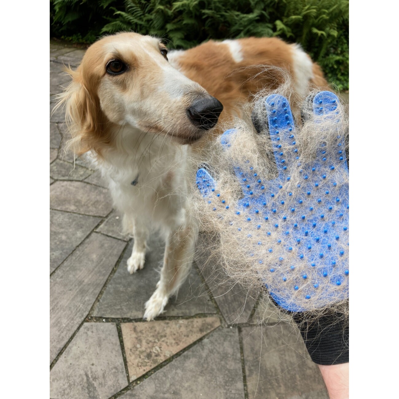 Mewow Fellpflegehandschuh für Hunde und Katzen
