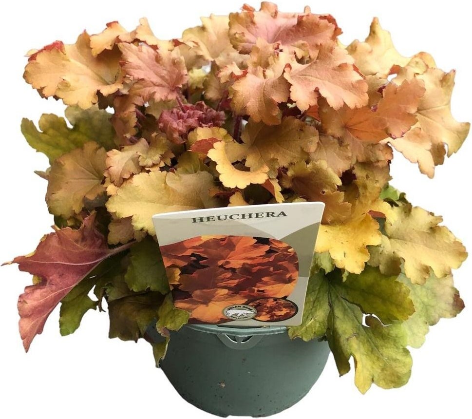 Purperklokje (Heuchera 'Caramel') D 17 H 25 cm