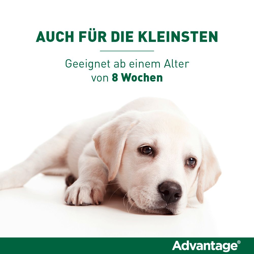Advantage® 250 mg Spot-On für Hunde 10 - 25 kg