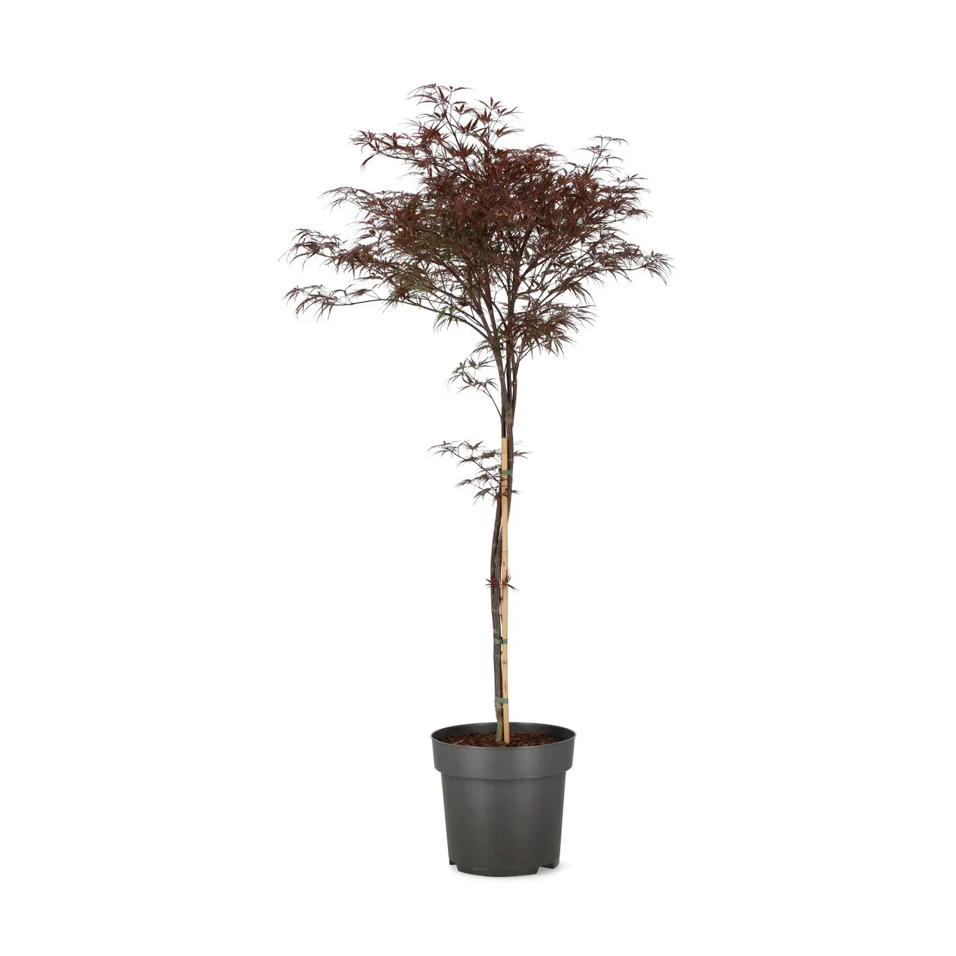 Acer palmatum (Dissectum Group) 'Garnet' Viftelønn 'Garnet Select' Høyde 100 cm