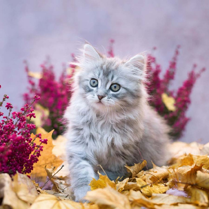 Kalender - Cats - 2024