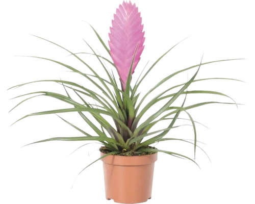 Tillandia, Luchtanjer FloraSelf Tillandsia 'Vincent' H 20-35 cm Ø 9 cm pot