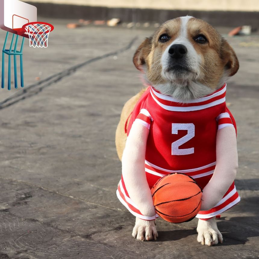 Everlupid - Basketbal Pet Top