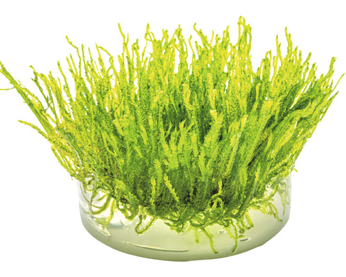 Taiwan Moss - Taxiphyllum alternans Taiwan In Vitro