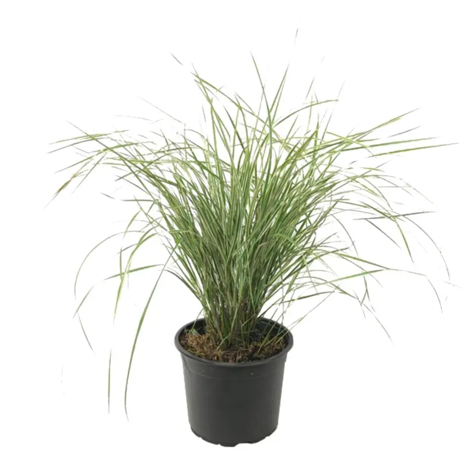 Bont struisriet - Calamagrostis acutiflora 'Overdam' - Hoogte 20-30cm - ⌀23cm