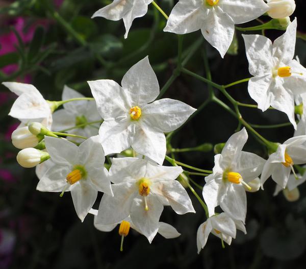 Jasminblütiger Nachtschatten