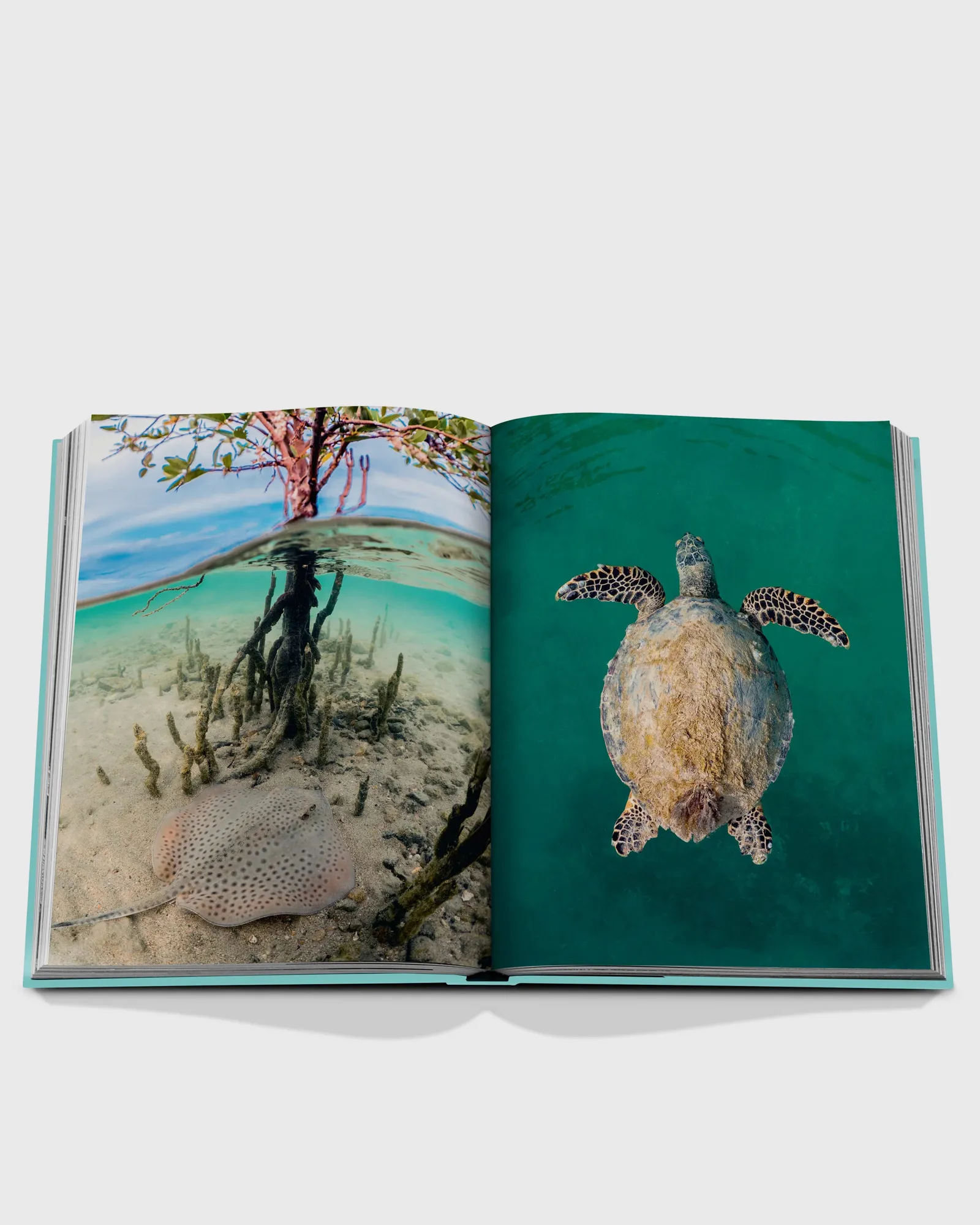 Assouline 