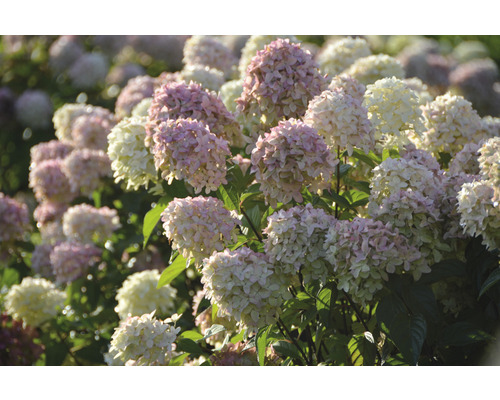 Pluimhortensia FloraSelf Hydrangea paniculata 'Magical Candle' ® H 50-60 cm Co 5 L