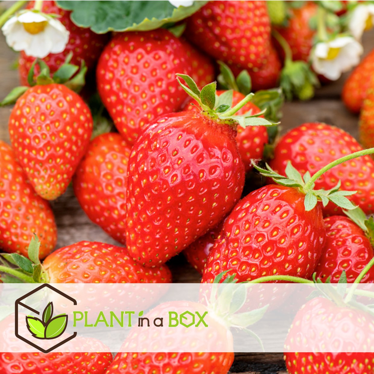Fragaria x ananassa roman - set de 6 - fraisier - pot 9cm - hauteur 15-20cm
