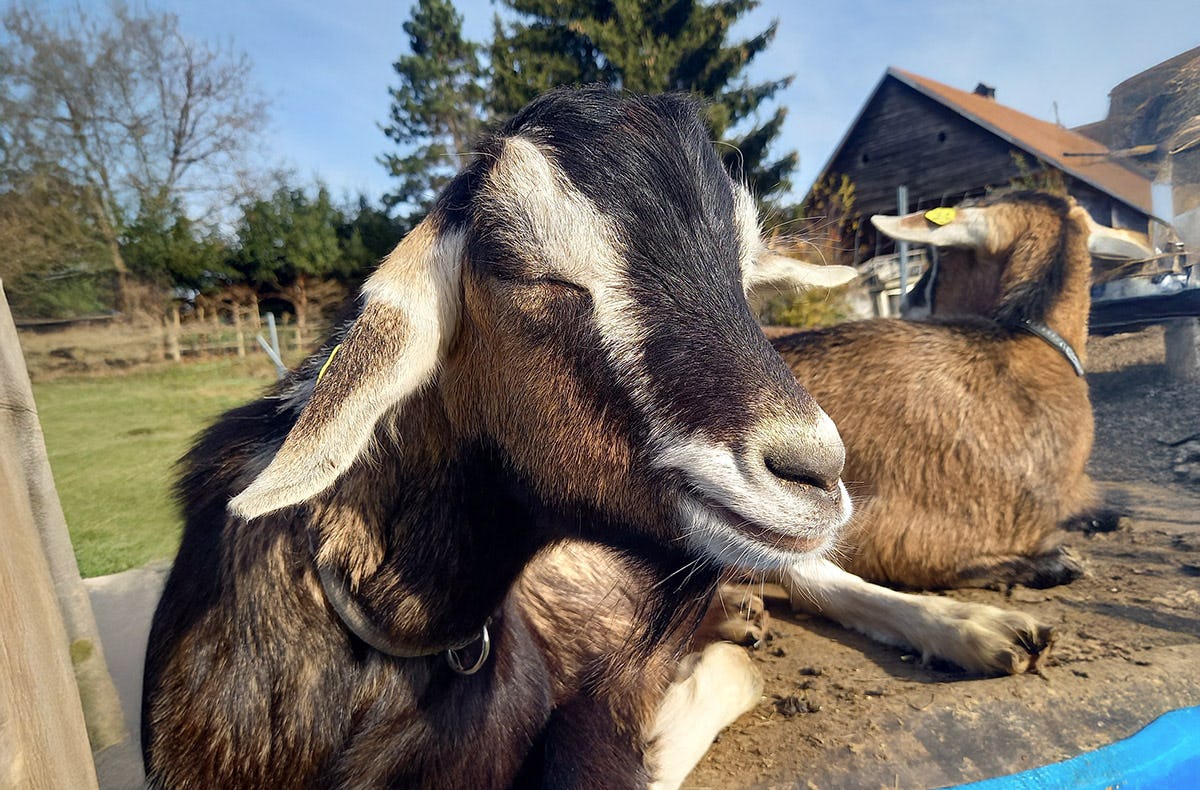 Ziegenyoga Wernberg