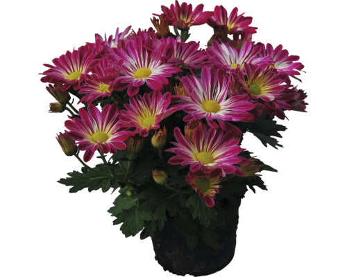 Tweekleurige herfstchrysanten mix FloraSelf Chrysanthemum indicum Ø 10 cm pot willekeurige variëteitselectie