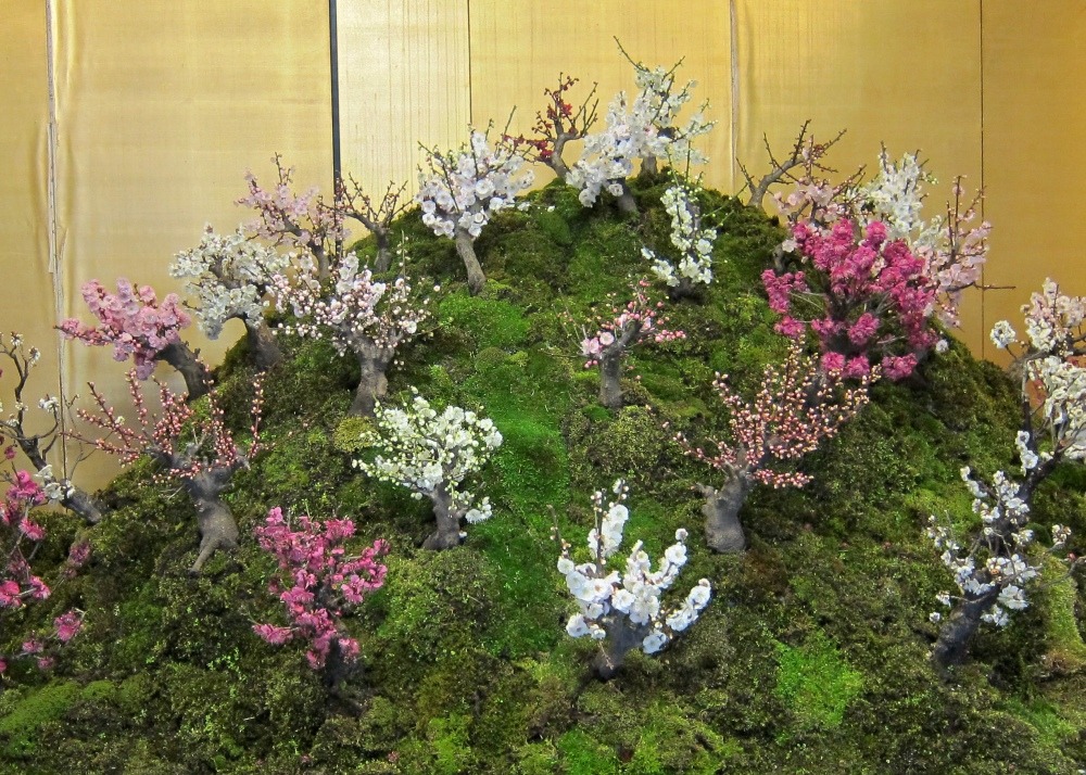 Cerisier du japon - 30 graines - prunus serulata