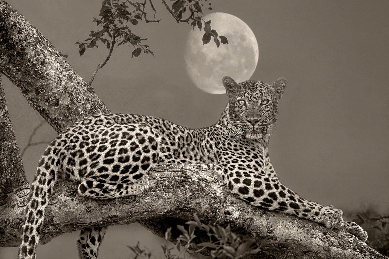 Leopard Moon by Horst Klemm - Limited Edition. Edition of: 150. Signed.
