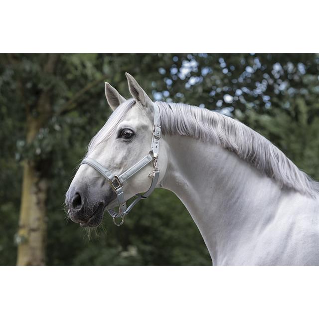 Halsterset BRITT EQUESTRIAN AW25 Lichtgrijs