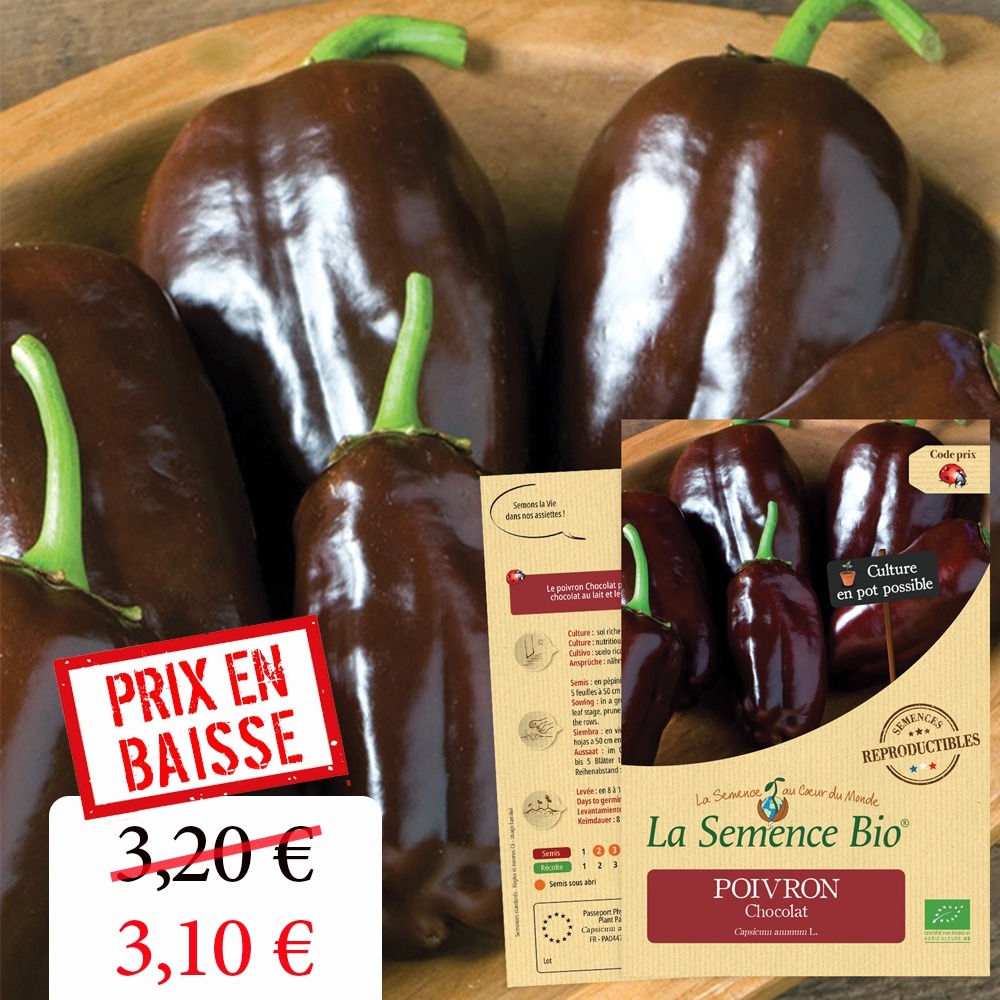 Poivron chocolat bio