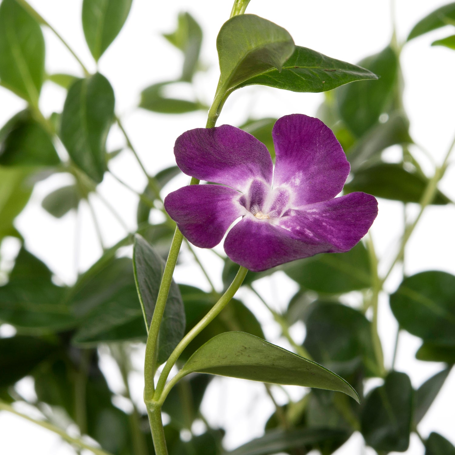 Kleine Maagdenpalm (Vinca minor 'Atropurpurea') D 9 H 10 cm