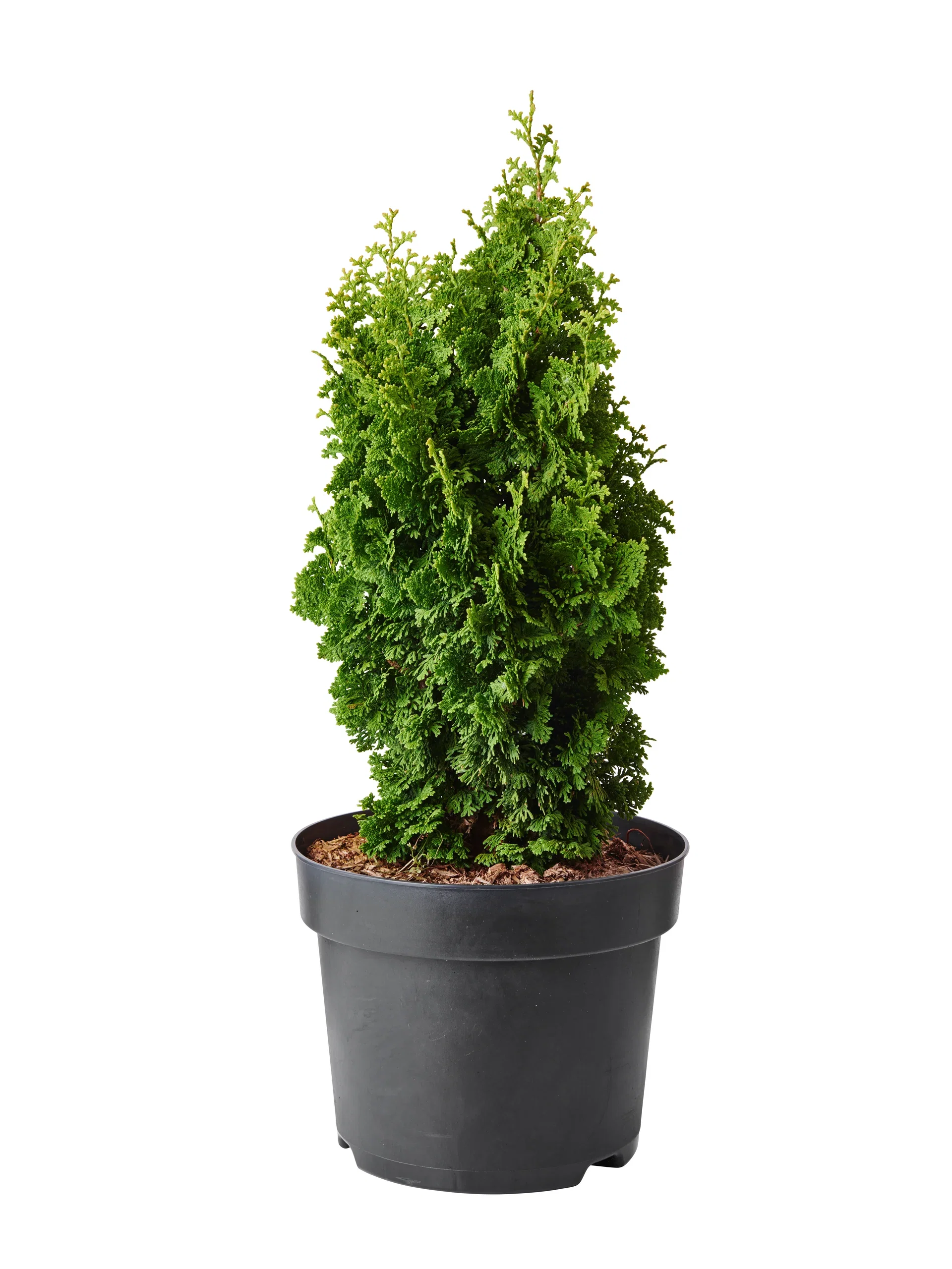 Thuja occidentalis 'Zmatlik' Tuja 'Zmatlik' Ø26 cm